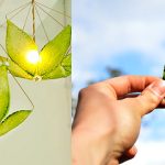 Crean hojas flotantes inspiradas en la fotosíntesis; generan combustibles limpios a partir de la luz solar y H2O