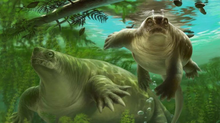 EL ANTEPASADO DE LOS MAMÍFEROS QUE NADABA COMO LOS HIPOPÓTAMOS