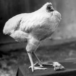 La triste historia de la gallina que vivió más de un año sin cabeza