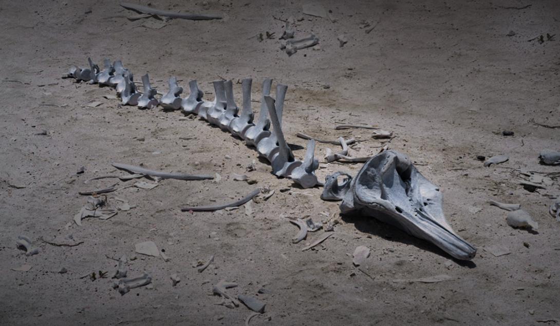 Extinción masiva: 6 especies animales que desaparecieron recientemente