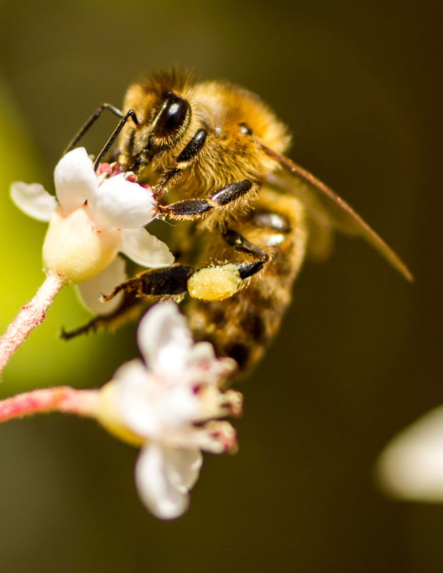Día Nacional de las abejas 2022: ¿Cómo proteger a estos insectos polinizadores?