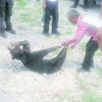 Reprueba MARS maltrato animal