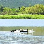 Se resiste a morir presa Palo Blanco