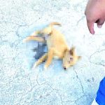 Matan a cachorro en colonia Analco