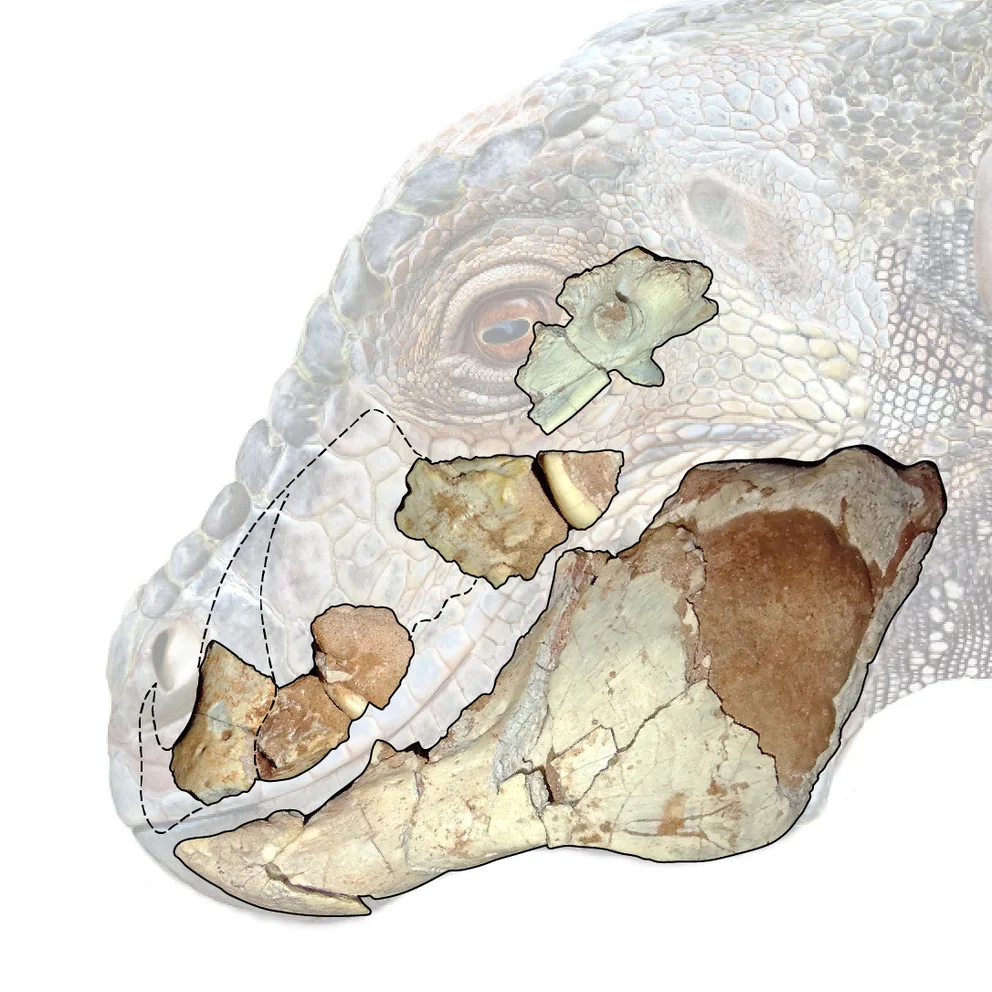 Cómo era Jakapil, el nuevo dinosaurio acorazado descubierto en la Patagonia