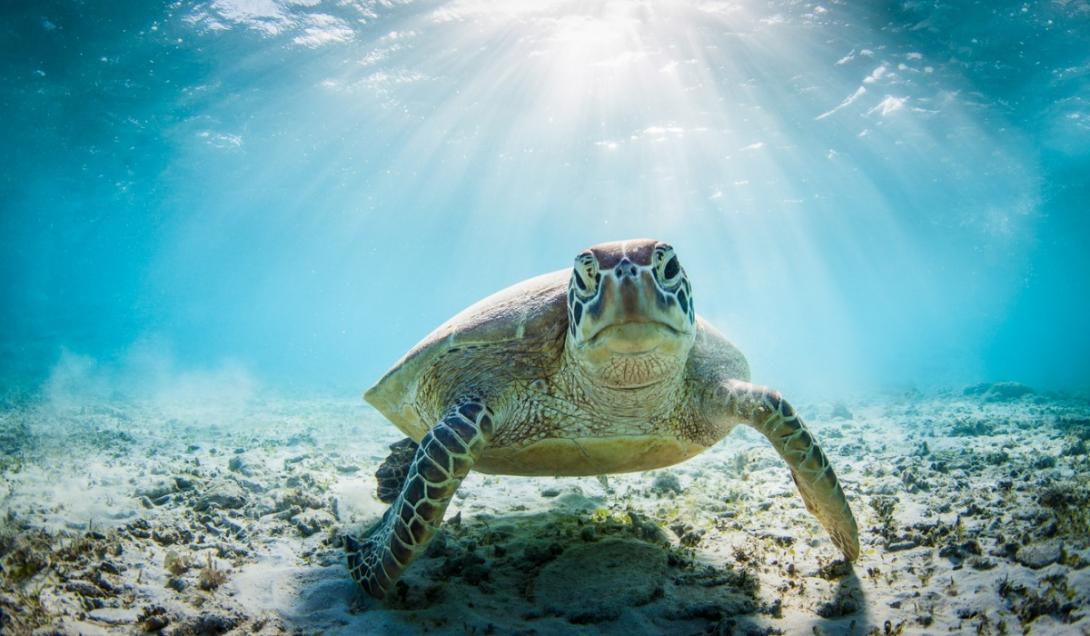 El 99% de las tortugas marinas nacen hembras por el cambio climático