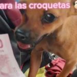 Perrita chihuahua «ruletea» junto a taxista, ya hasta aprendió a cobrar | VIDEO