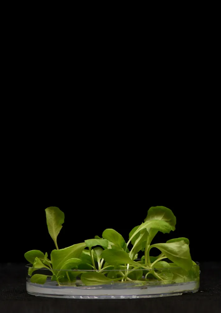 ¿Se puede cultivar en la oscuridad?