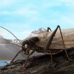 Científicos logran recrear sonido de insecto extinto