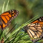 Mariposa Monarca es clasificada como especie «en peligro» de extinción