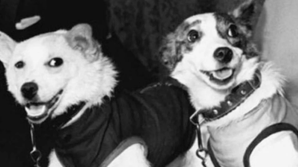 Belka y Strelka, las primeras perritas rusas que regresaron vivas del espacio