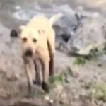Captan momento en el que un perrito se salva de ser devorado por un cocodrilo | VIDEO