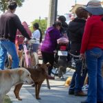 Realizan desfile de mascotas en la calle y perrito sin hogar se pone triste al ver que todos tienen dueño