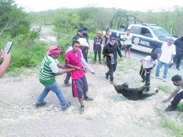 Van por responsables de muerte de osezno
