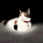 Por qué ronronean los gatos y otros 9 datos que no sabías de ellos