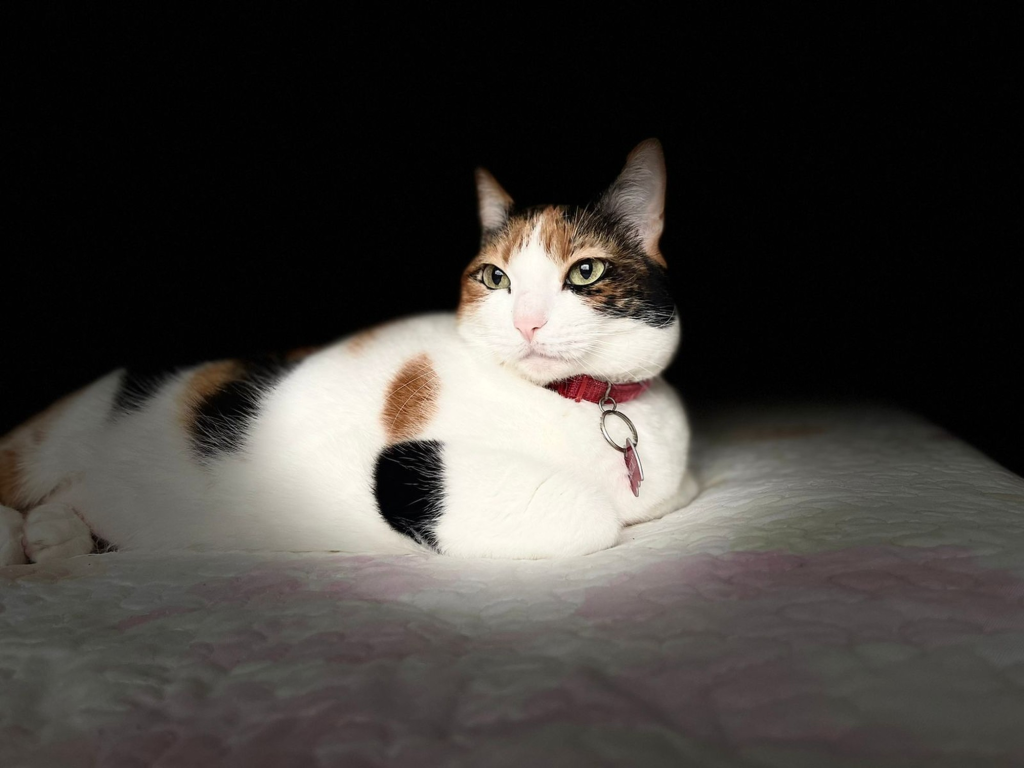 Por qué ronronean los gatos y otros 9 datos que no sabías de ellos