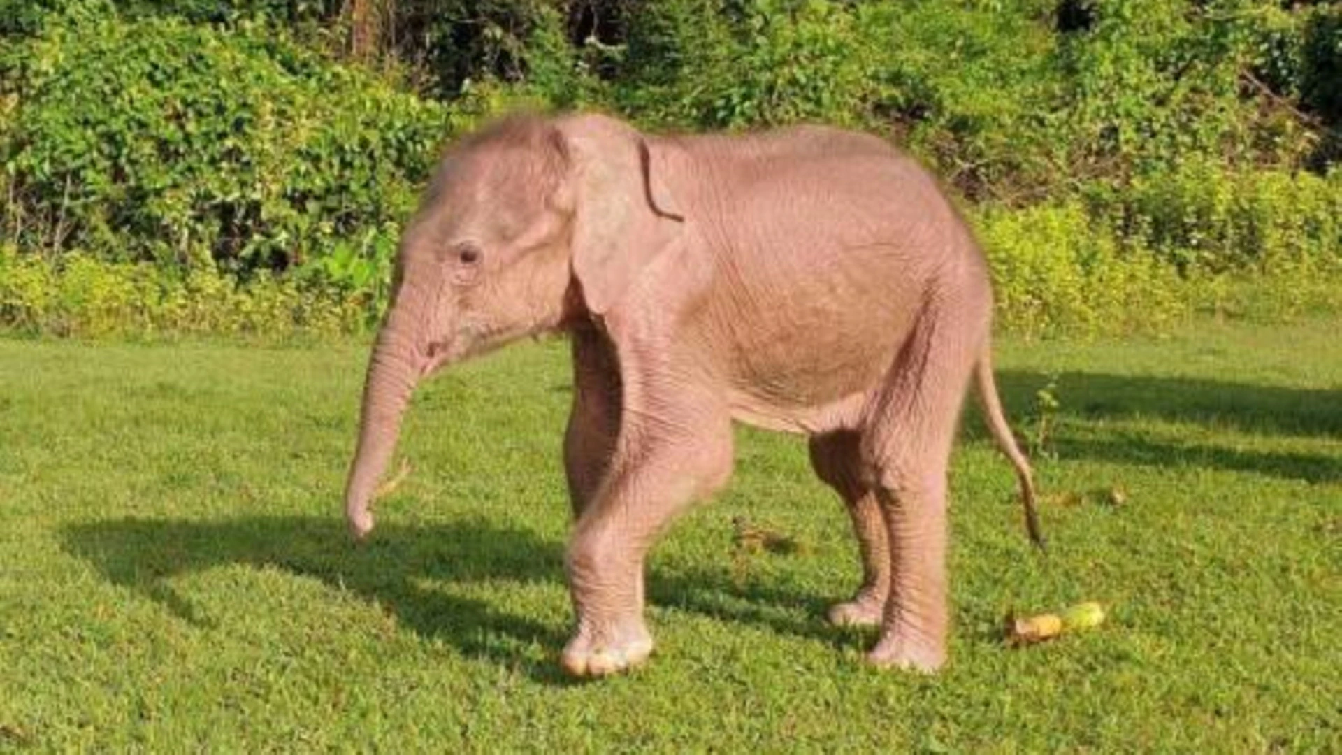 Nace en Birmania un inusual elefante blanco