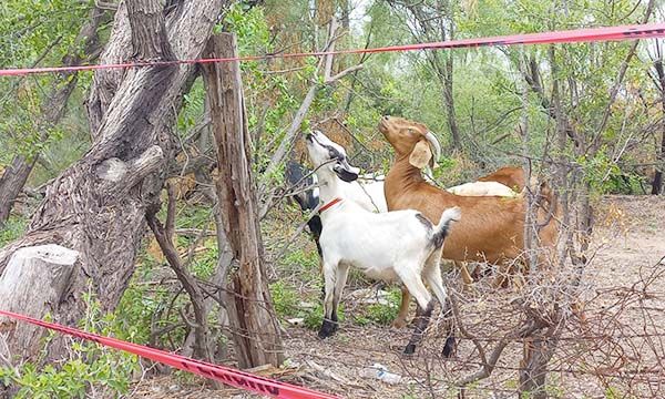 Anima a campesinos presencia de lluvias