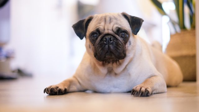 Prueban con éxito una vacuna contra el coronavirus para animales