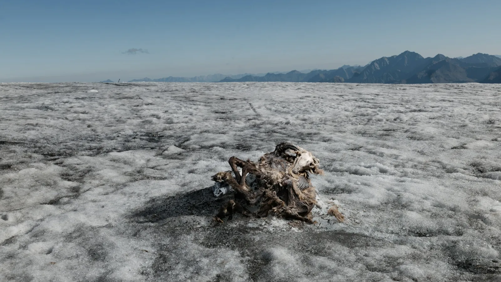 Descubren una momia de cabra de 500 años en un glaciar europeo que se está derritiendo