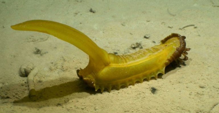 ENCUENTRAN EN LOS ABISMOS MARINOS UN ANIMAL QUE PARECE UN PLÁTANO ELÁSTICO CON COLA