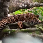 La increíble vida de los jaguares en el Amazonas: entre la vida acuática y los nacimientos en las copas de los árboles