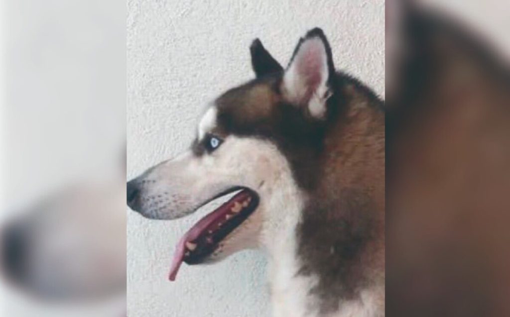 Mujer paga 5 mil pesos a escuela canina para entrenar a su perro y se lo regresan muerto