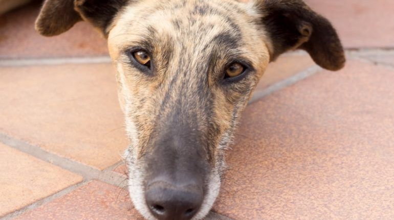 PERRO SE CONTAGIA DE VIRUELA DEL MONO TRAS COMPARTIR CAMA CON SUS DUEÑOS INFECTADOS