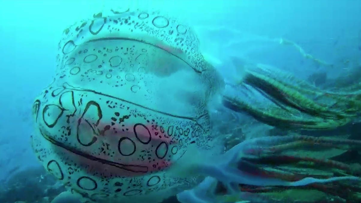Graban rara medusa que podría ser una especie desconocida hasta ahora