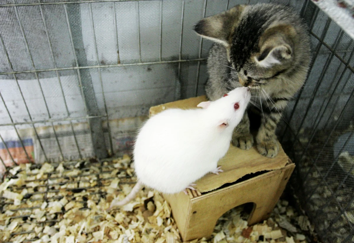 Con nuevo experimento, científica concluyó que los «humanos nos parecemos más a las ratas de laboratorio enjauladas»