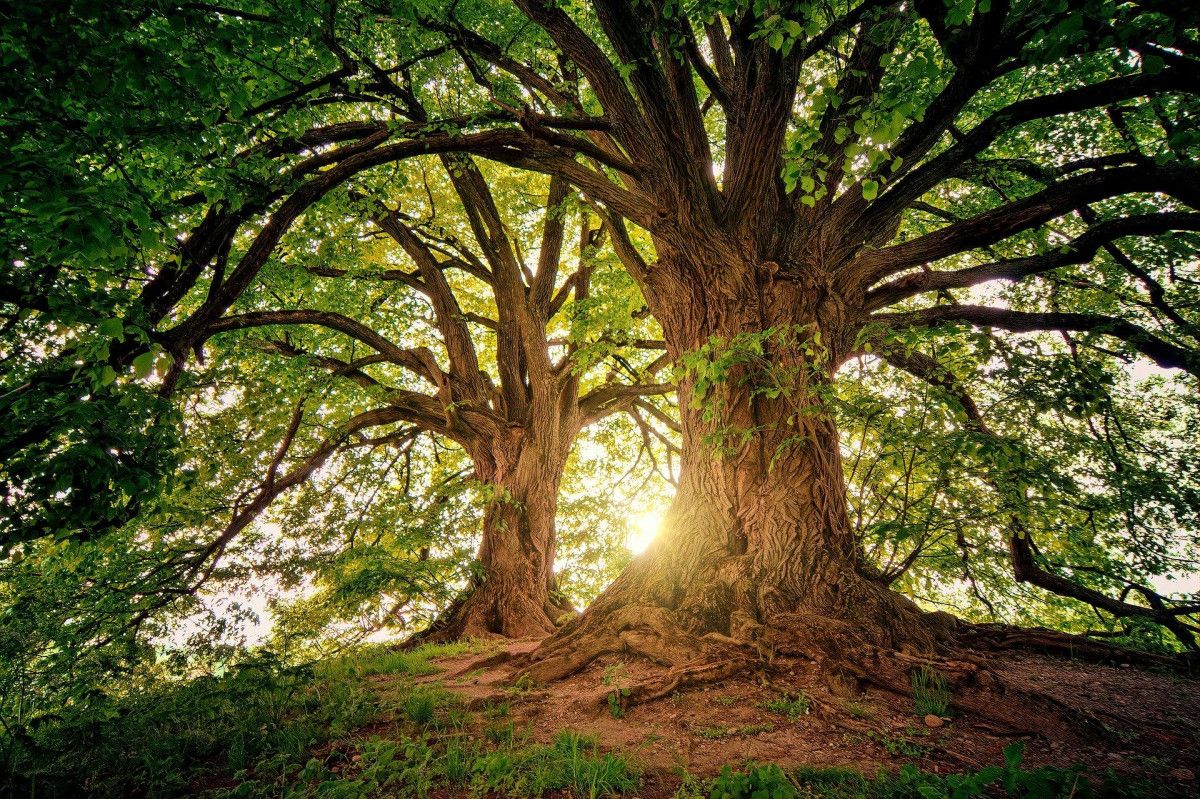 Se redujo en más de 60% la superficie forestal per cápita en el mundo