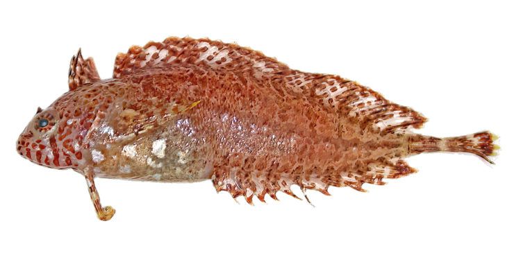 ¡Desde peces hasta mariposas! Científicos identifican 139 nuevas especies de animales y plantas