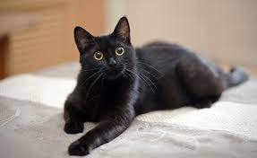 SUSPENDEN ADOPCIONES DE GASTOS POR HALLOWEEN