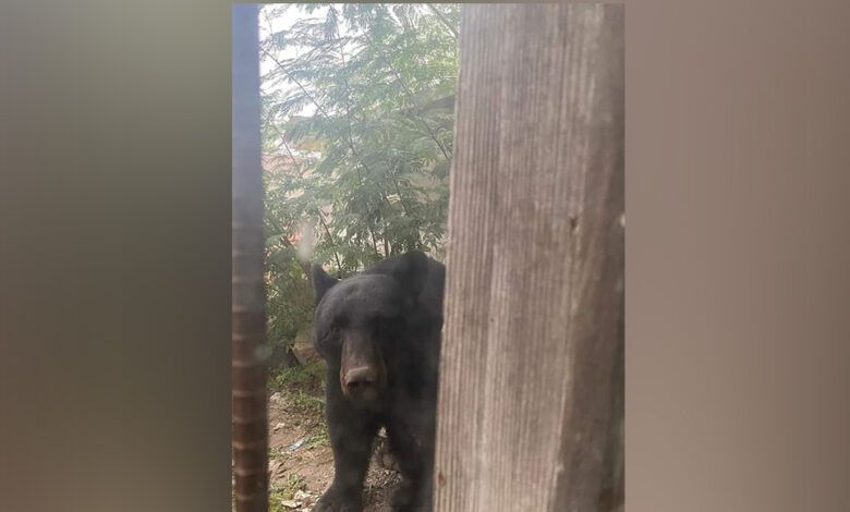 HALLAN ENORME OSO EN CASA DE CENTRO EN MÚZQUIZ