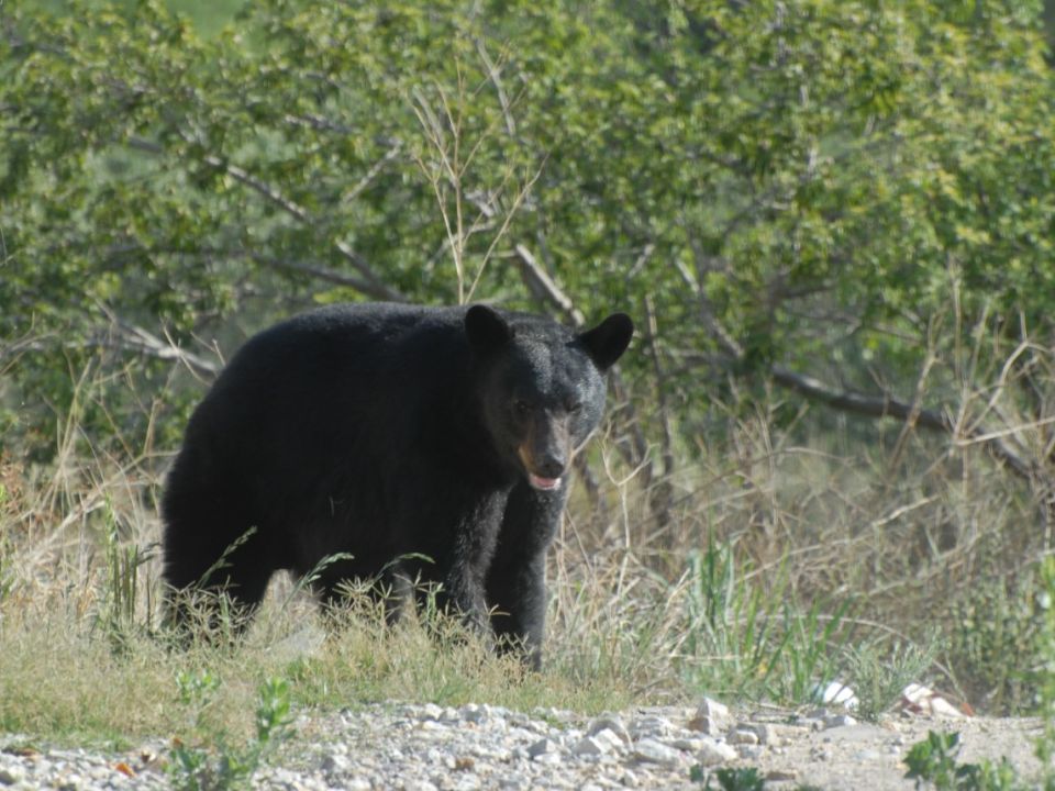 SE DEBE APRENDER A VIVIR CON ELLOS: AVISTAMIENTOS DE OSOS SE INCREMENTAN EN COAHUILA