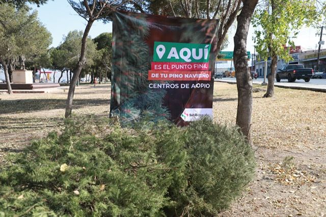 OFRECE MUNICIPIO 30 CENTROS DE ACOPIO DE PINOS