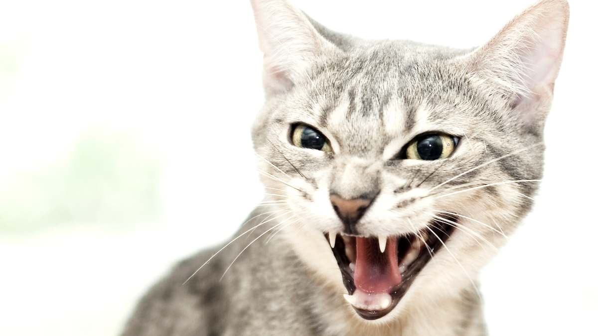 ¡ACTIVAN ALERTAS EN COAHUILA! INVESTIGAN CASO SOSPECHOSO DE RABIA EN GATO DE PIEDRAS NEGRAS