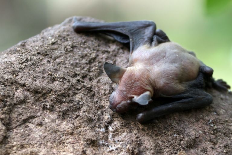 DESCARTAN CASOS DE RABIA EN COAHUILA POR FELINO Y POR MURCIÉLAGO