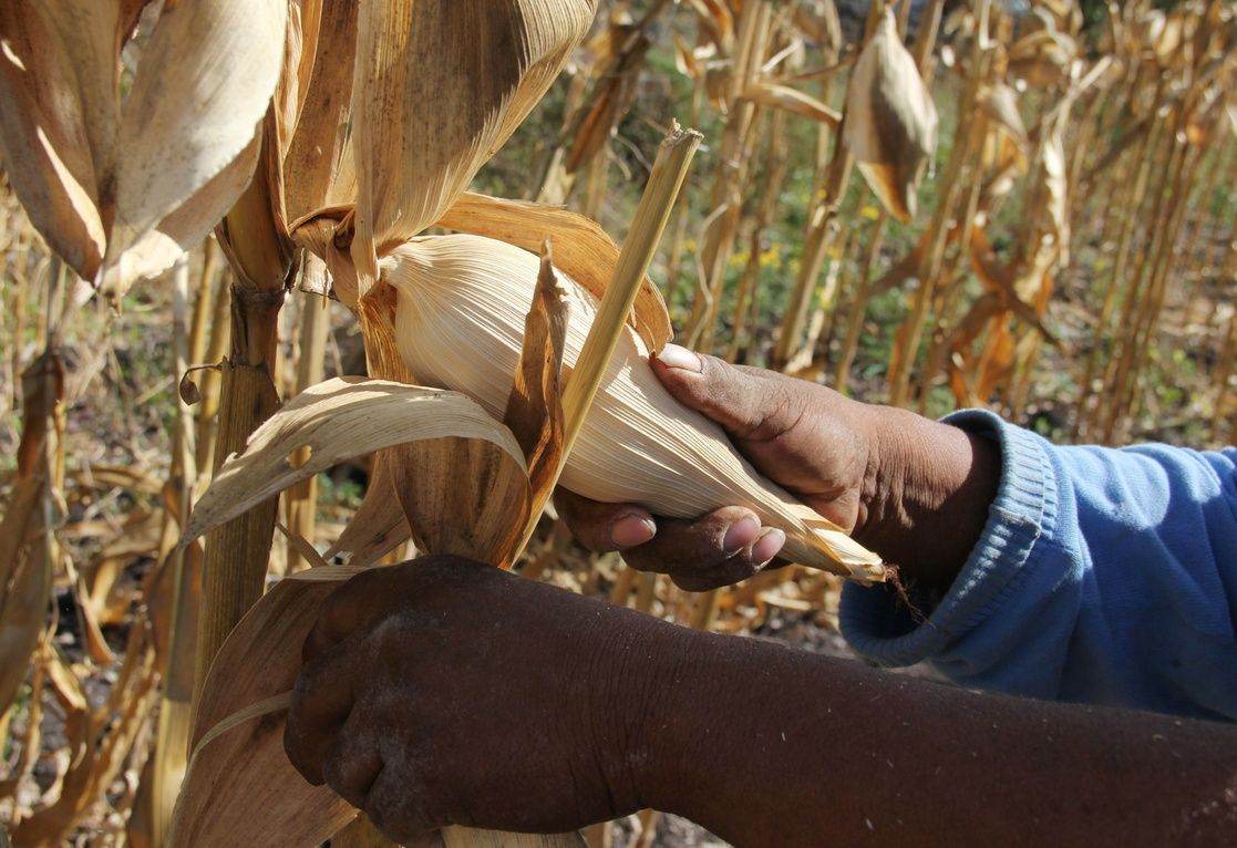 PROHÍBE MÉXICO MAÍZ TRANSGÉNICO EN CONSUMO HUMANO