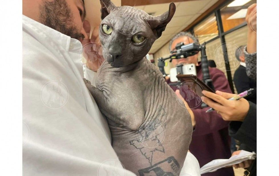 TIENE ‘GATO MEXICLE’ NUEVO HOGAR; SE IRÁ A ESTADOS UNIDOS