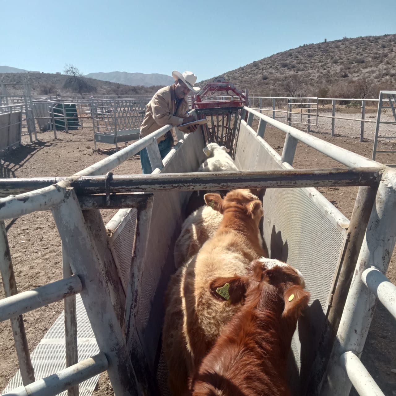 COAHUILA BUSCA ACREDITAR SU REGIÓN CENTRO COMO ZONA DE BAJA PREVALENCIA DE TUBERCULOSIS EN GANADO