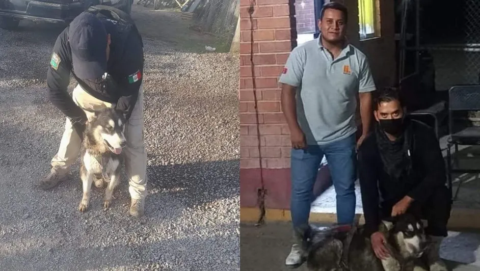 ¡CHICO LISTO! CONOCE A ‘ROCKY’, PERRITO PERDIDO QUE PIDIÓ AYUDA A POLICÍAS EN LA LAGUNA