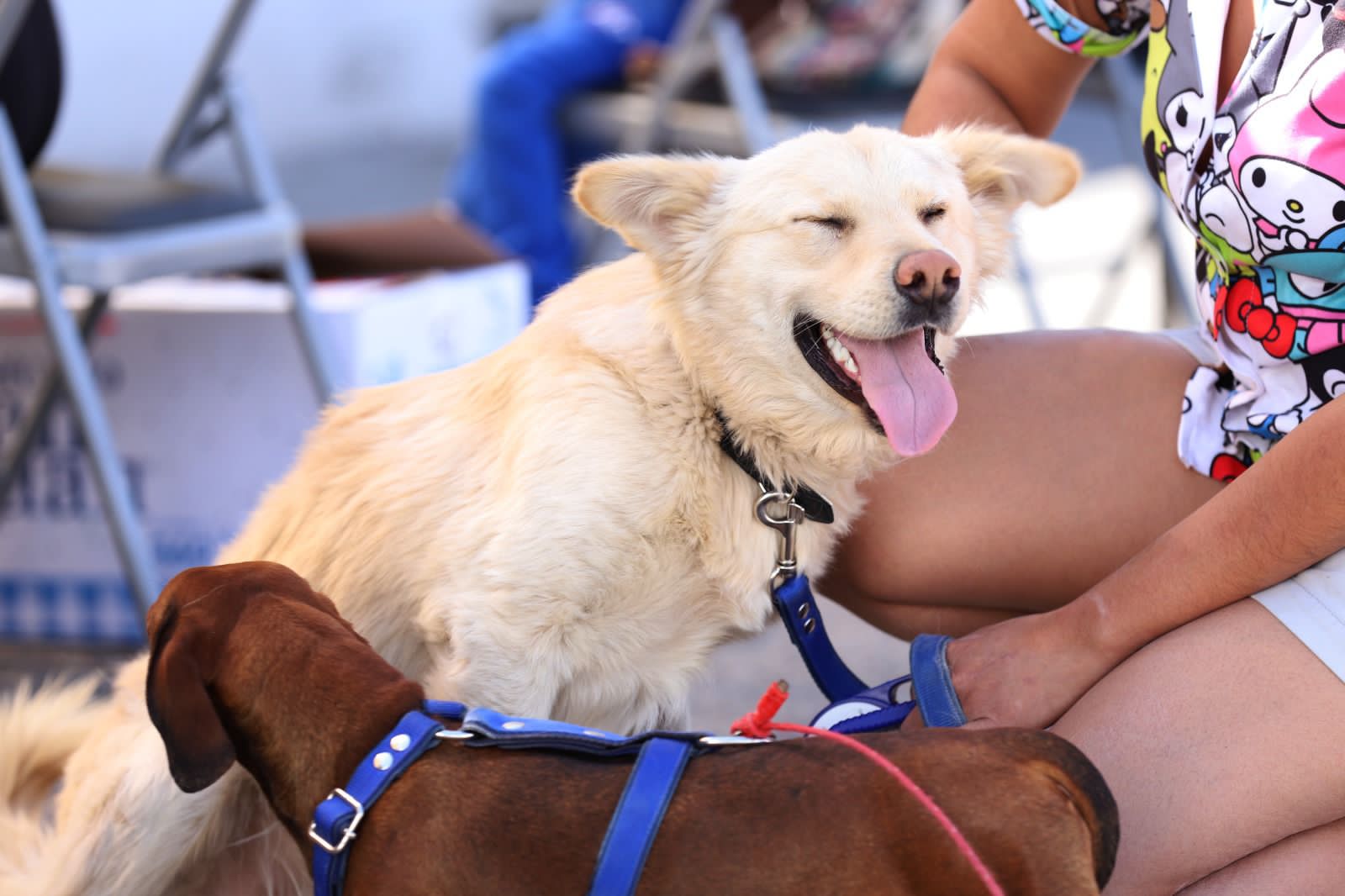 TAMBIÉN LAS MASCOTAS PUEDEN SUFRIR EL GOLPE DE CALOR; TOME PRECAUCIONES: SALUD PÚBLICA DE SALTILLO