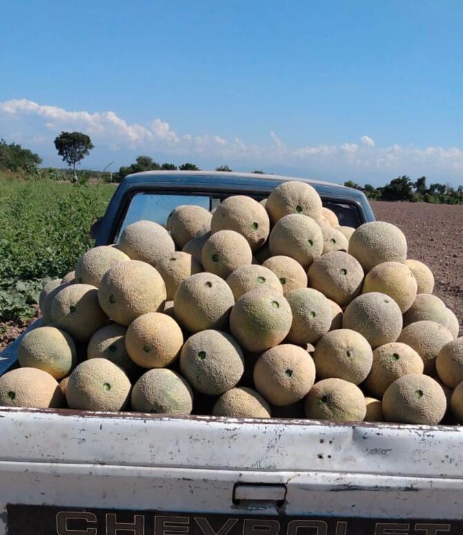 COAHUILA IMPLEMENTA MECANISMO PARA REGULAR EL PRECIO DEL MELÓN EN LA LAGUNA