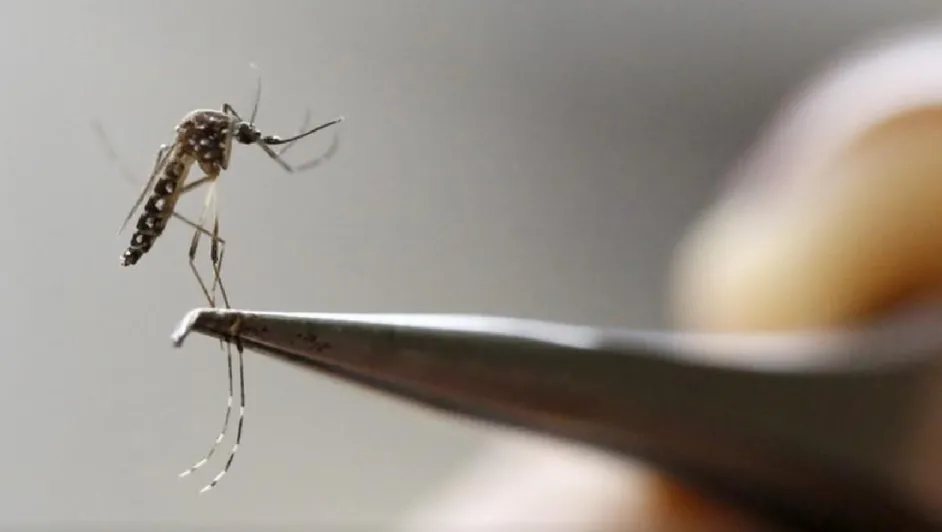 REPORTAN PRIMER CASO DE DENGUE EN COAHUILA; HAY 133 SOSPECHOSOS