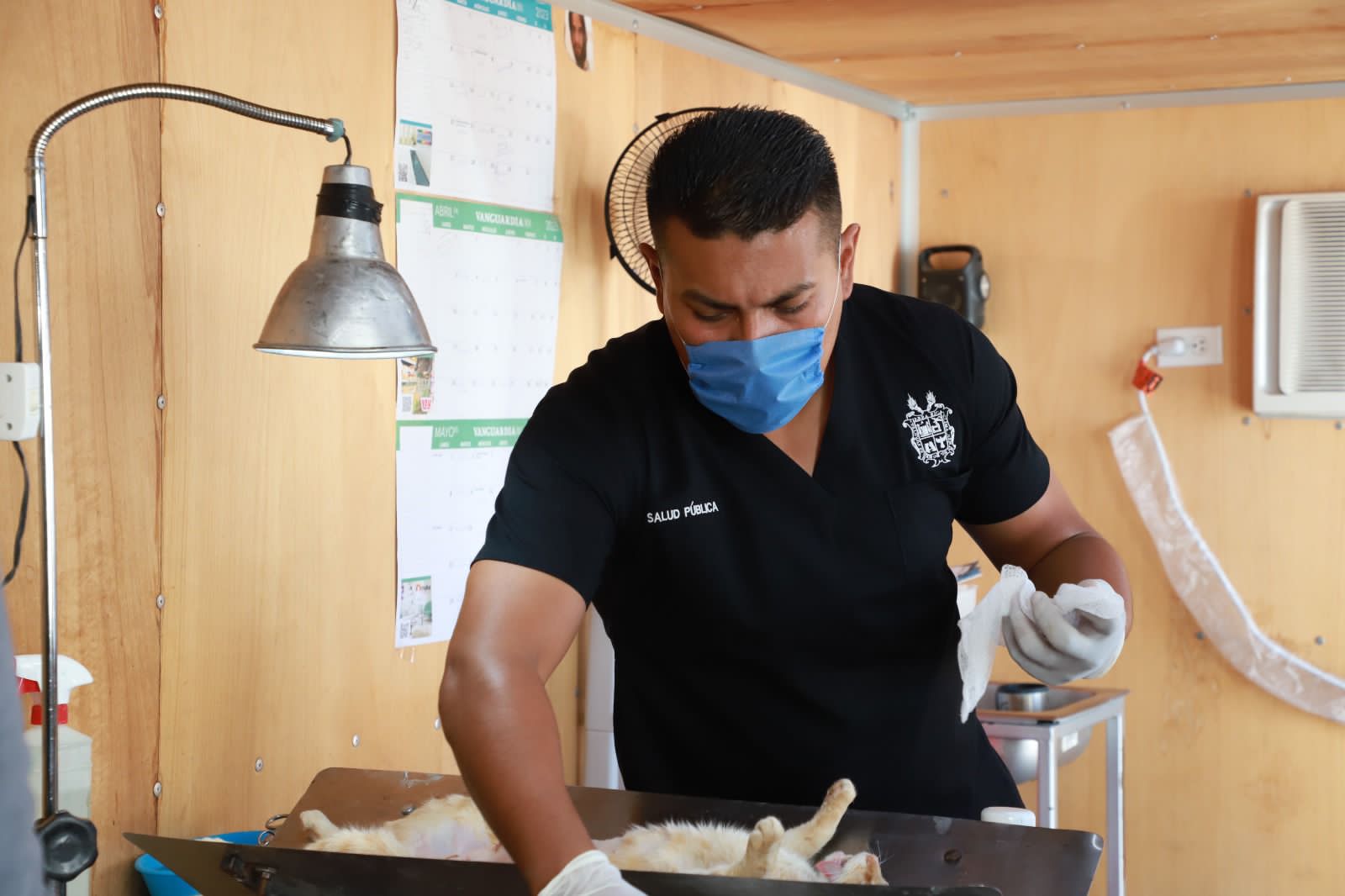HABRÁ ESTERILIZACIONES PARA FELINOS AL 2X1