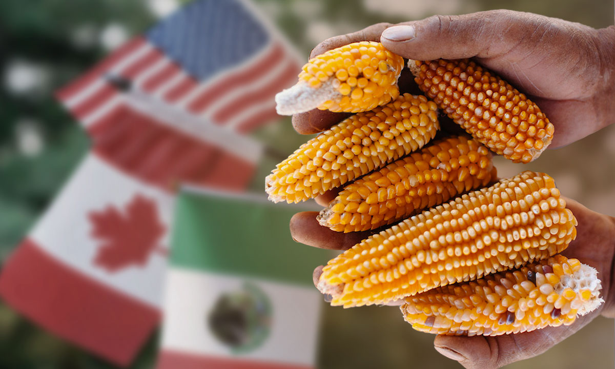 EU, ‘HARTO’ CON MÉXICO POR MAÍZ TRANSGÉNICO: SOLICITARÁ PANEL DE RESOLUCIÓN DE DISPUTAS