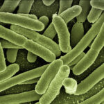 EE UU ALERTA DE LA PRESENCIA DE UNA BACTERIA “MORTÍFERA” EN LAS AGUAS DEL GOLFO DE MÉXICO Y EL CARIBE