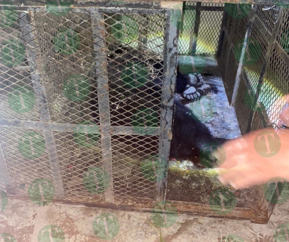 CAPTURAN A OSO EN ZONA URBANA DE MONCLOVA
