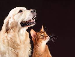 CONVOCA LA SECRETARIA DEL MEDIO AMBIENTE A LA PRIMERA FERIA DE ADOPCIONES DE MASCOTAS